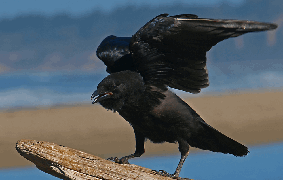 VAŽNO JE DA ZNATE: Zašto vrane napadaju ljude svake godine u maju i kako se zaštiti?